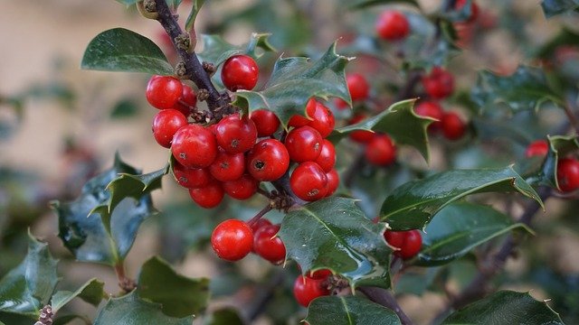 Fruits Rouges Toxique Les fruits rouges toxiques - Picadilist