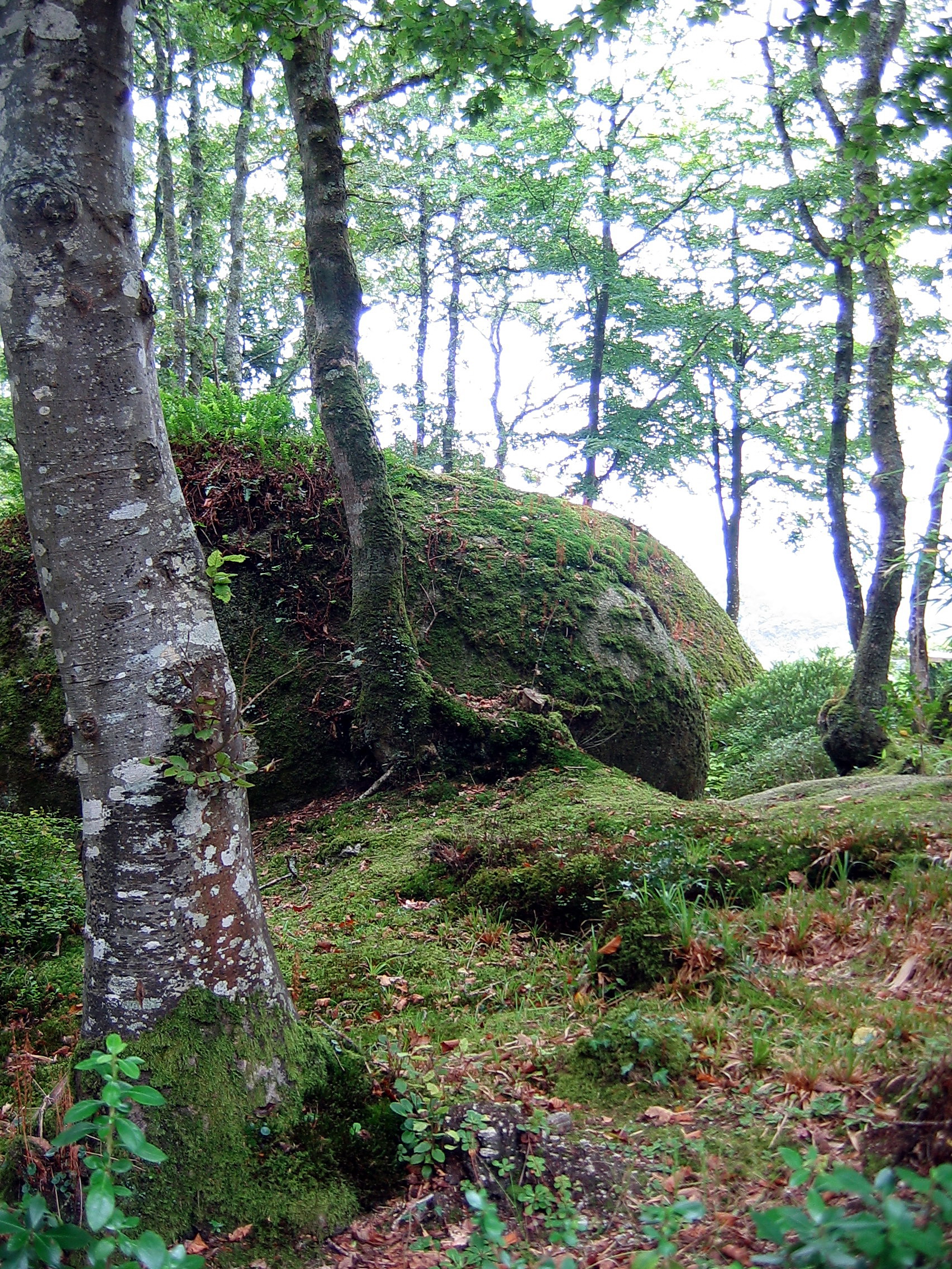 La forêt d'Huelgoat, Finistère