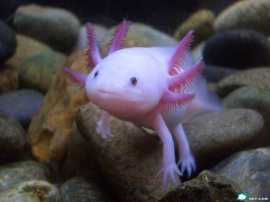 L'Axolotl