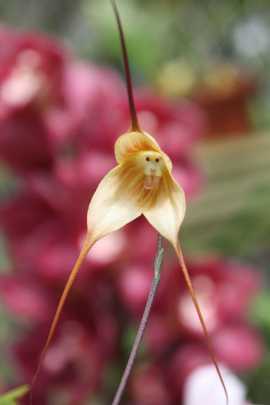 Fleur à tête de singe (Dracula Simia)