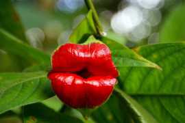 Orchidée « lèvres de prostituée » ou « lèvres chaudes » (Psychotria Elata)