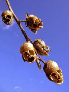 Muflier des champs ou fleur tête de mort (Antirrhinum)