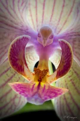 Orchidée papillon (Phalaenopsis)