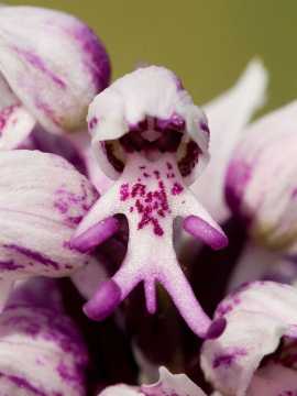 Orchidée de lhomme nu (Orchis Italica)