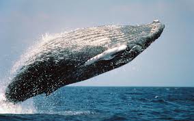 Les plus gros animaux marins vivants