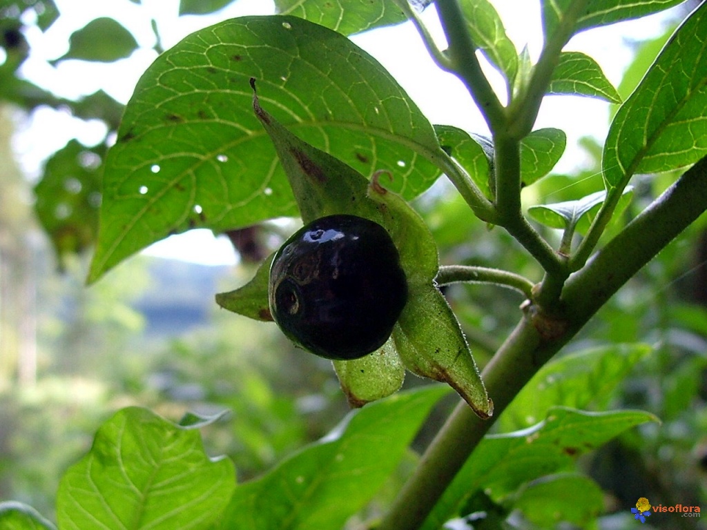 Les fruits noirs toxiques