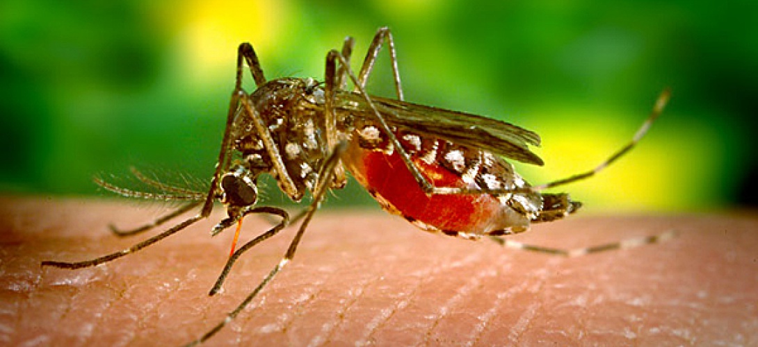 Quelques astuces naturelles contre les moustiques