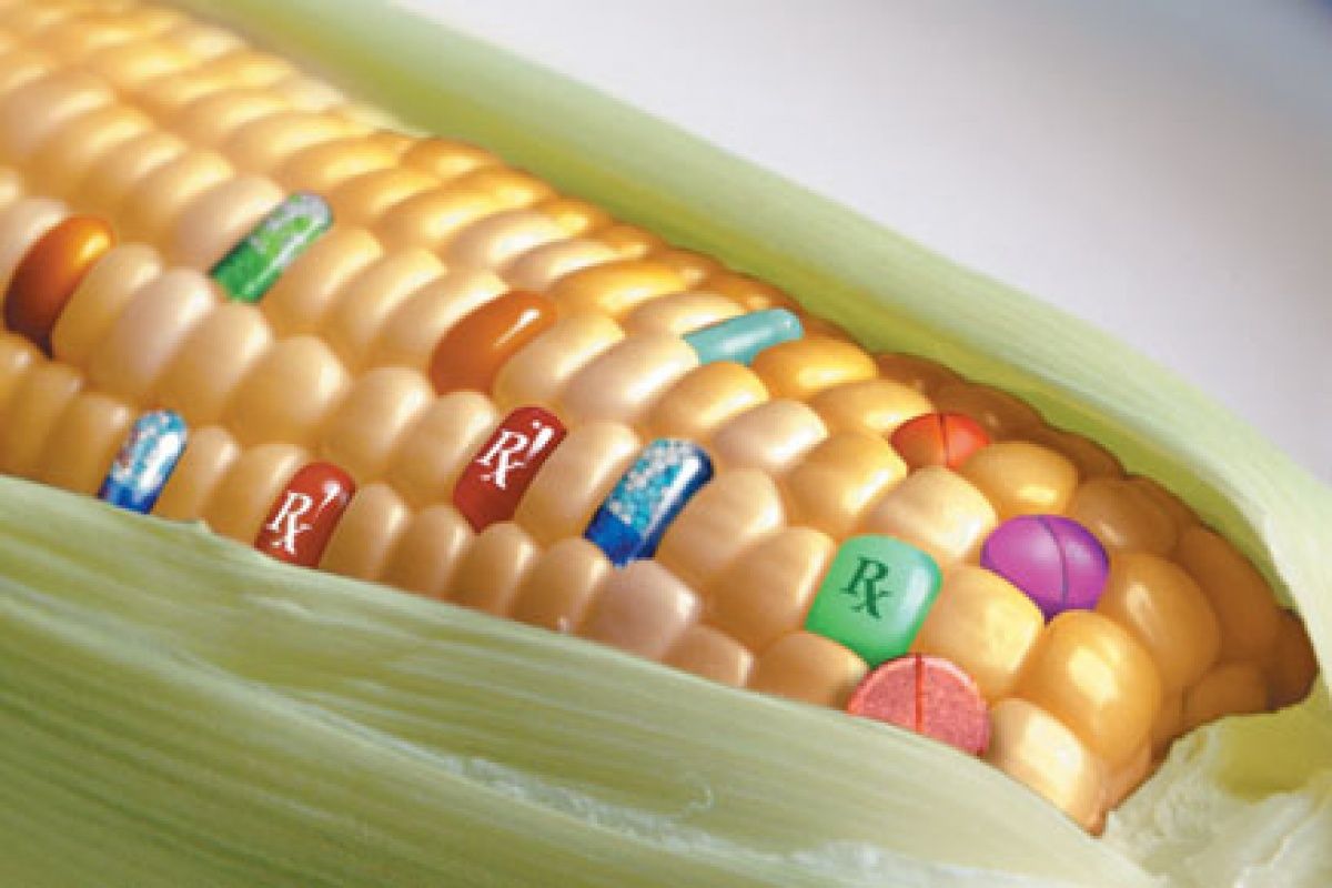Les dix idées fausses reçues sur les OGM